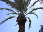 Palm Tree Picture